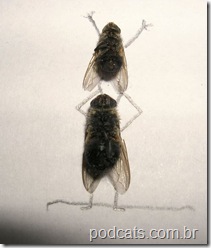 dead_flies_art_12