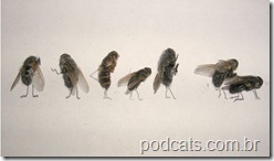 dead_flies_art_15