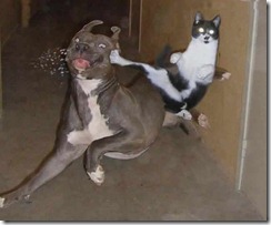 cat_dog_fight-794192